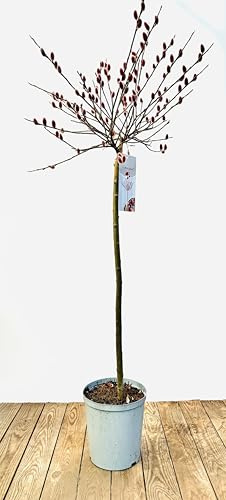Rotkätzchen-Weide Salix Rotkätzchen 50 cm Stamm winterhart | Ziergehölz für Kübel und Beet, dekorative Kätzchen im Frühjahr, robust und langlebig, sonniger Standort
