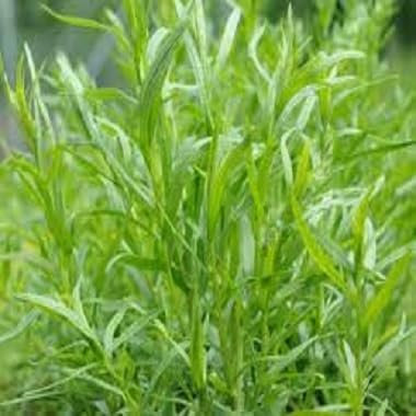 New Fresh 60pcs Tarragon Plant Seeds