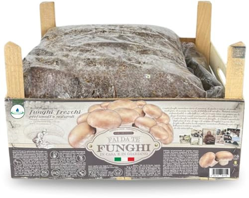acquaverde | Kit Coltivazione Funghi Champignon o Prataiolo Crema, Portobello, Micelio incubato e pronto alla coltivazione con Terriccio – Packaging in Legno Riciclabile con Istruzioni, 7 – 8 kg