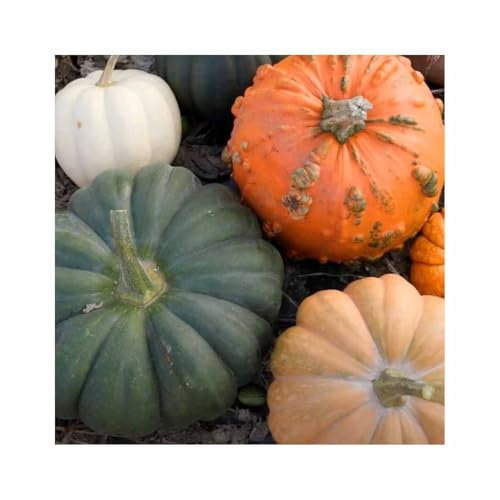 2,5 g Zierkürbis Mischung zum Aushöhlen Garten Pflanzen - Samen F-S595 - Seeds & Plants Shop by Ipsa
