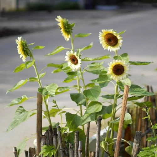sonnenblumen sonnenblume blumensaat wildblumenwiese kräutergarten topfpflanzen draußen winterhart bonsai winterharte stauden pflanzensamen exotische 220samen