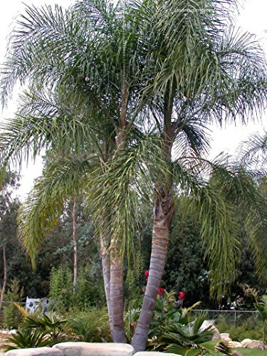 Queens Palm 5 Semi - Cocos - Syagrus