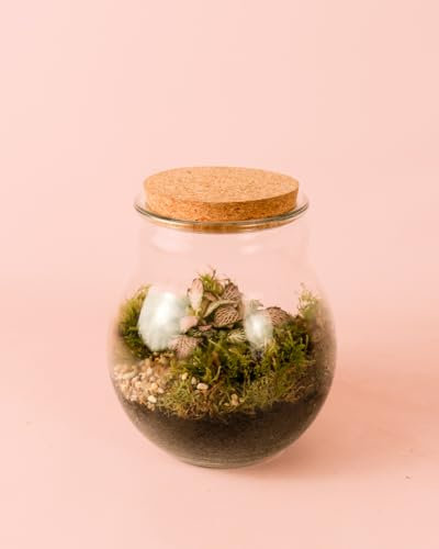 Evergreen - Terrario Plantas Fittonia L | Cristal | Pur Plant