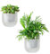 Josteve Self Watering Plant Pots Indoor, 16.5cm 2 Pack Plastic Flower Pots Orchid Garden Planters Outdoor for Herb, House Plant, African Violets, Visible Water Level Planter with Drainage Holes