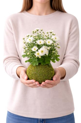 Kokedama Natural de Crisantemo Margarita | Planta Viva Interior Decorativa DECOALIVE