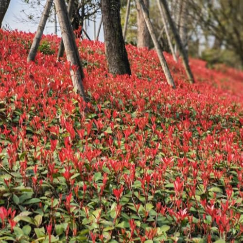 Semillas de Photinia resistentes pleno sol de interior exóticas del jardín rocas invernaderos balcón trepadoras Camas 350pcs