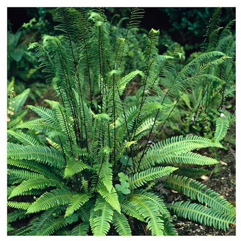 Stauden Gänge 5 x Blechnum spicant Rippenfarn winterhart | Immergrüner Farn für schattige, frische Standorte, mehrjährig, winterhart, pflegeleicht, 1 L Topf (11x11 cm)