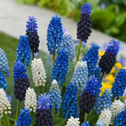Plant in a Box - Muscari Magic Mix - Bulbi x50 - Giacinti dell'Uva - Miscela di Bulbi da Fiore per Giardino, Terrazza o Balcone