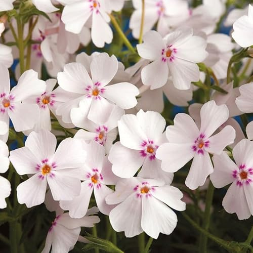 Phlox subulata 'Coral Eye', weiß-rosa, Topf 11x11 cm, 3 Pflanzen