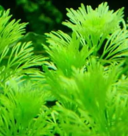 AMBULIA Beautiful Tropical OXYGENATING Healthy Aquarium Plants Aquatic Shrimp (5)