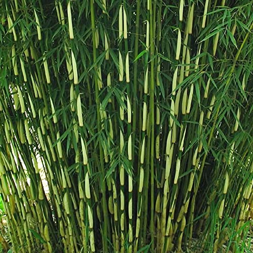 Bambou Parapluie - Fargesia Robusta Pingwu - Plante de Jardin Ornementale en Pot – Idéale pour les Massifs, les Bordures et plus encore