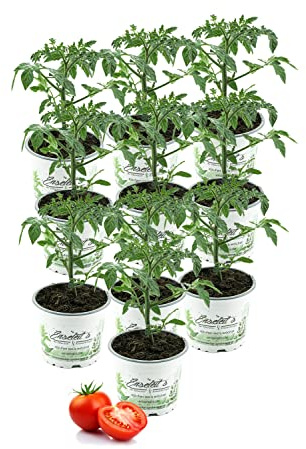 10 Tomatenpflanzen Stabtomate - frische Tomatenpflanze - frisches Gemüse