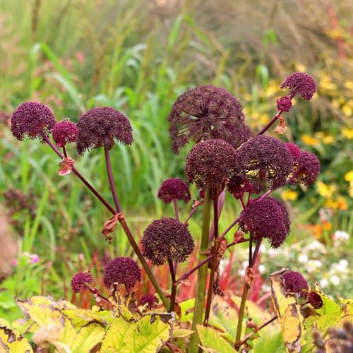 Plant Theory Perennials Flowering Plants Angelica Gigas Purple Flowering Plant 2L Pot
