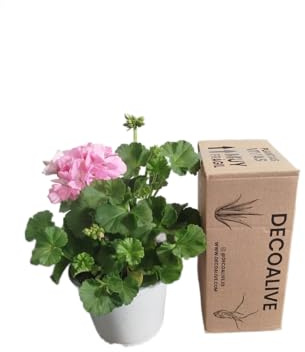 Geranio Rosa Natural DECOALIVE – Planta con Flores Intensamente Coloridas – Ideal para Exteriores