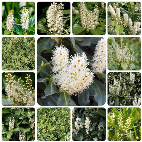 semi di alloro ciliegia - esotiche, interno vecchie varietà, giardino, perenni resistenti, 120pcs