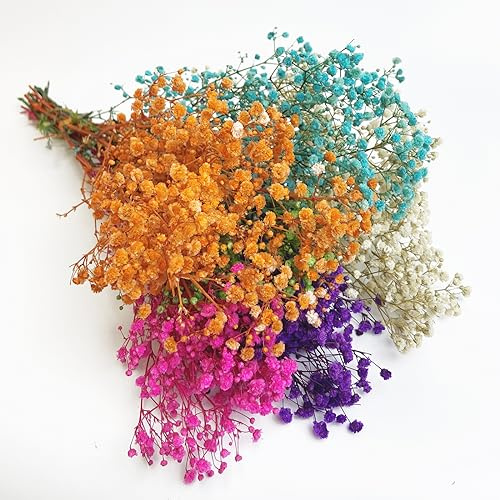 Birtlynn Preserved Baby's Breath, 100% Natrual Gypsophila Long Lasting Flowers for Vase Arrangements Home Decoration Photo Props Parties and Weddings, DIY Décor-Mix