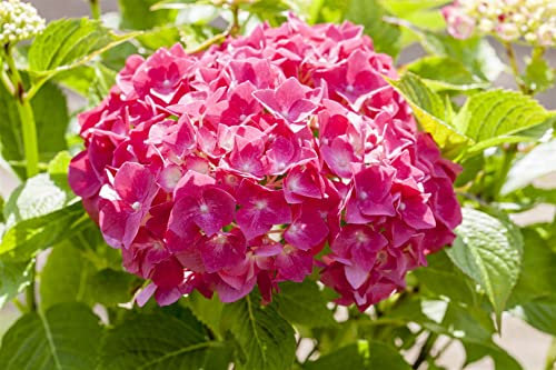 Hydrangea macrophylla 'Alpenglühen' 50–60 cm – Winterhart, Mehrjährig, Pflegeleicht – Hortensie – Blütenstrauch für Garten & Kübel