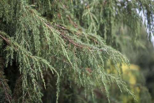 Juniperus communis 'Horstmann' - Gemeiner Wacholder, Winterhart & Immergrün, C5 Topf, 80-100cm Gartenpflanze