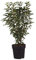 Portugiesische Lorbeerkirsche 'Angustifolia', 60-80cm, immergrün, Gartenpflanze, Heckenpflanze, pflegeleicht, winterhart, schmale Blätter