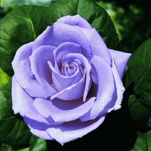 Vivaio Garden Forest Rosa Blue Monday - Rosa a Cespuglio Rifiorente