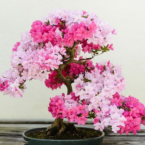 semillas resistentes de azalea - orgánicas balcón decorativas 120pcs