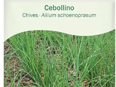 Semillas de Plantas de Cebollino (Allium Schoenoprasum) Semillas Naturales