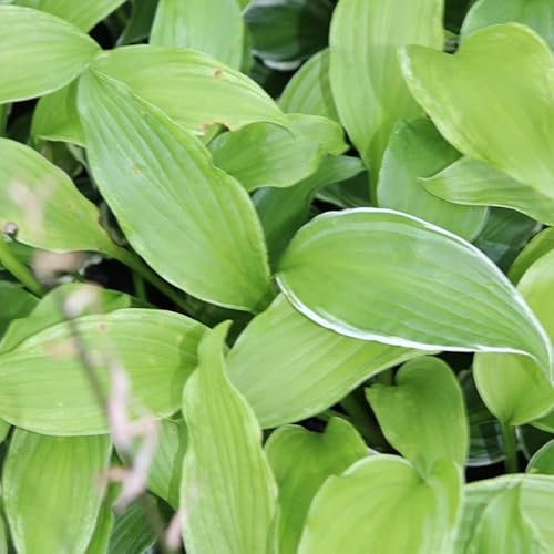 6x Hosta undulata 'Albomarginata' – HGodet 9x9cm | Feuilles marginées blanches, vigoureuse