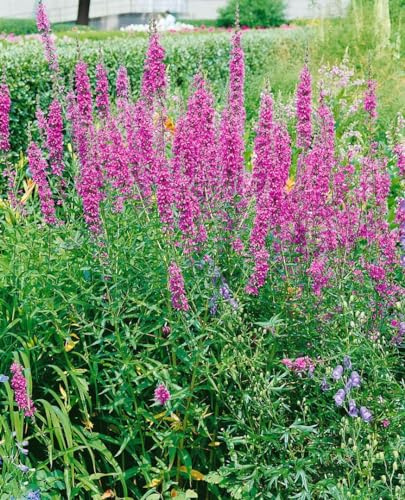 Lythrum virgatum 'Dropmore Purple' 9x9 cm Topf – Winterhart, Mehrjährig, Pflegeleicht – Blutweiderich – Staude für Beet & Teichrand