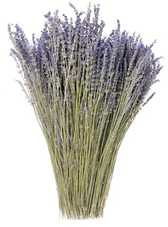 MIHUAGE Getrocknete Lavendelblüten, 100 % natürlich, echte Trockenblume für Heimdekoration, Raumduft, 380–400 Stiele