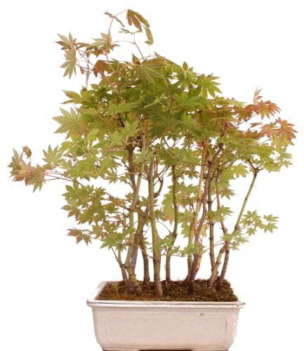 Bonsai - A.palmatum - Japanischer Fächerahorn - Wald mit 14 Bäumen 204/94