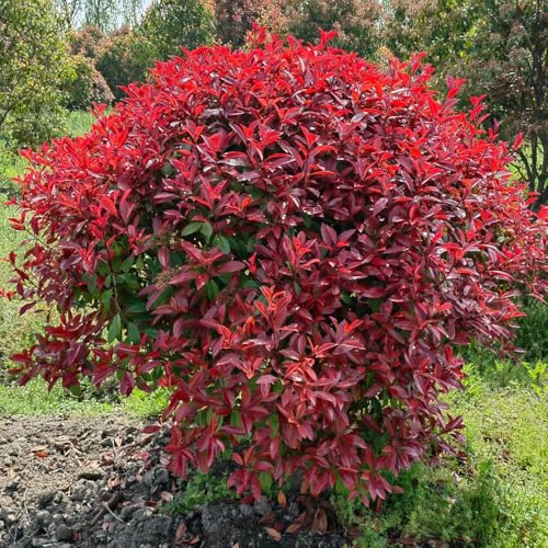 Semillas de Photinia de interior exóticas trepadoras resistentes pleno sol variedades tradicionales orgánicas del jardín rocas cortadas en 100pcs