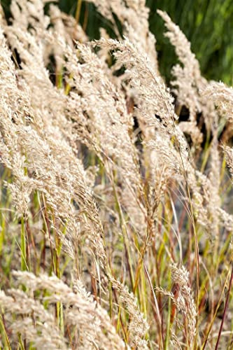 Achnatherum calamagrostis 9x9 cm Topf – Winterhart, Mehrjährig, Pflegeleicht – Silberährengras – Ziergras für Beet & Steingarten