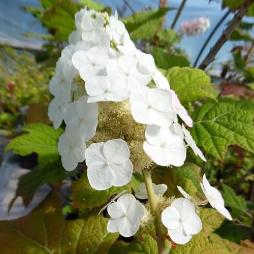 Hortensia à feuilles de chêne 'Snow Queen' – Hydrangea quercifolia 'Snow Queen'® – 30-40 cm pot