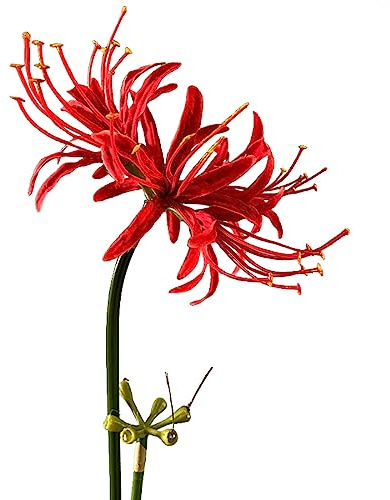 Qingriver 4 Stems 26.38'' Artificial Spider Lily Flowers Lycoris Radiata for Home Garden Decoration Red