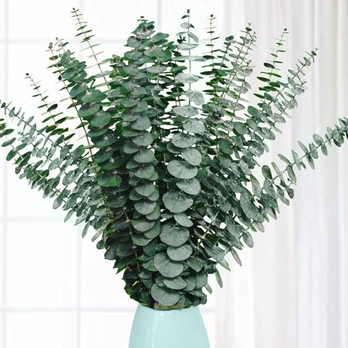 Macrak 9 Pcs Dried Eucalyptus Stems 17 inch Real Eucalyptus Branches for Wedding Home Decor DIY Artificial Plant Arrangement Shower Bathroom (Green)