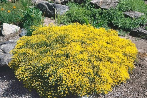 Genista pilosa 20–30 cm – Winterhart, Mehrjährig, Pflegeleicht – Niederliegender Ginster – Bodendecker für Steingarten & Beet