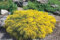 Genista pilosa 20–30 cm – Winterhart, Mehrjährig, Pflegeleicht – Niederliegender Ginster – Bodendecker für Steingarten & Beet