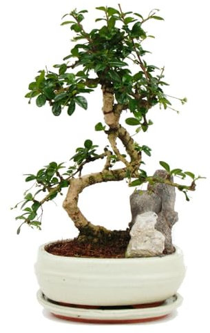 Exotenherz Bonsai Fukientee - Carmona microphylla - Dekorative Felslandschaft - ca. 8 Jahre