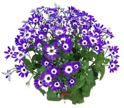 Planta de Cineraria Natural con Flores Aromáticas Perfecta para Jardines Terrazas y Balcones