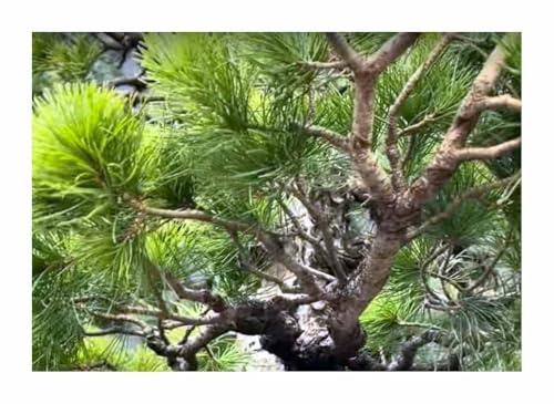 Stk - 10x Pinus pentaphylla Fünfnadel Kiefer Baum Pflanzen - Samen ID1841 - Seeds & Plants Shop by Ipsa