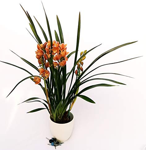 POWERS TO FLOWERS - CYMBIDIUM ARANCIO XXL IN VASO CERAMICA BIANCO, pianta vera