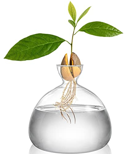 Hiceeden Jarrón de iniciación de semillas de aguacate, kit de cultivo de árbol de aguacate, jarrón de aguacate para cultivar plantas de vidrio, regalo para los amantes de la jardinería