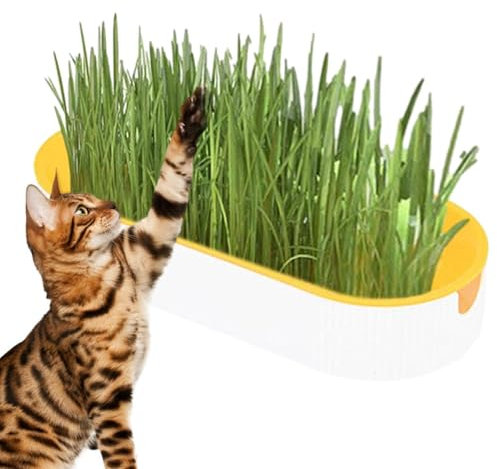 Katzengras-Anzuchtset – Hydrokultur-Katzengras-Set | Pflanzenzucht-Set Hydrokultur-Katzengras, Erde, Katzensnacks für Verdauung, Tiernahrung für Innenbereich, Kinderzimmer, Balkon, Terrasse