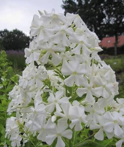 Phlox paniculata Pax - Hohe Flammenblume Pax Verpackungseinheit 5