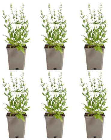 Bloomique - Juego de 6 - Salvia Sensation White - Salvia - Floración blanca - Resistente al invierno - Perenne - Apto para abejas - 10-20 cm de alto - Maceta de 9 cm
