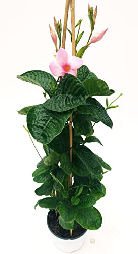 POWERS TO FLOWERS - MANDEVILLA ALICE DU PONT ROSA, PIRAMIDE H90CM, pianta vera