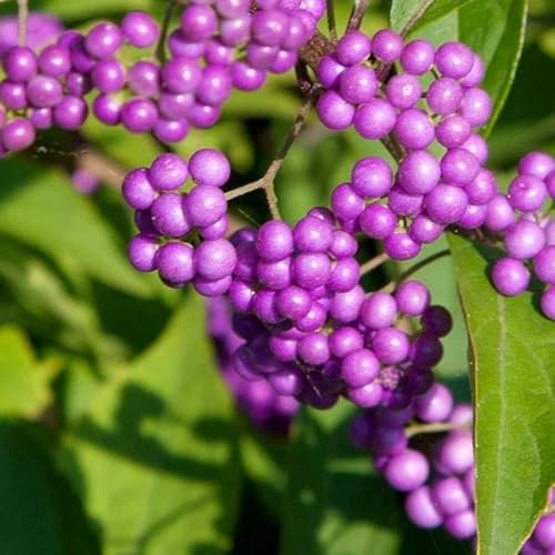 Pianta di CALLICARPA DICHOTOMA ISSAI FIORE viola vaso 18 h40cm FOTO REALE AMDGarden