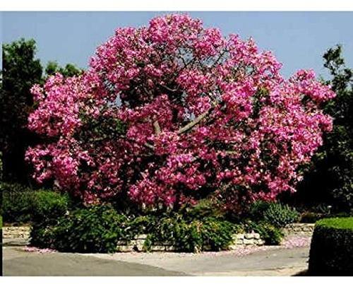 15 Samen Chorisia speciosa (Ceiba speciosa, Seide Floss Baum)