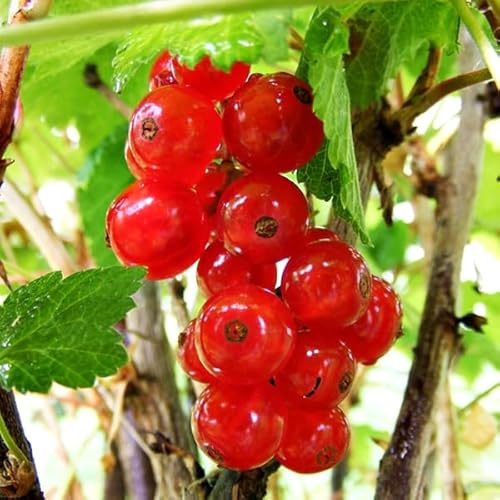 Graines de groseille rouge 80 pièces