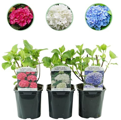 Ortensia - Hydrangea macrophylla Tricolour - Fiore blu, rosa e bianco - 3 piante - Decidua - Bassa manutenzione - 30cm - Ø18cm - Pianta da giardino
